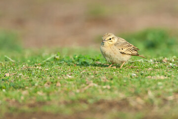 Duinpieper, Tawny Pipit, Anthus campestris