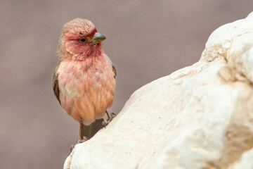 Sinai Rosefinch, Carpodacus synoicus