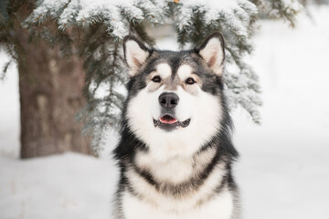 Young alaskan malamute looking at camera in snow. Dog winter.