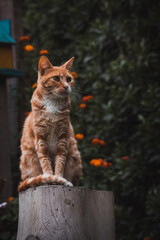 Orange cat over a log