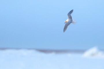 Ross's Gull, Rhodostethia rosea