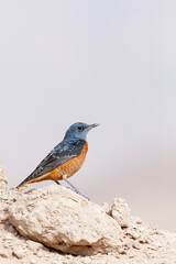 Rode Rotslijster, Rufous-tailed Rock Thrush, Monticola saxatilis