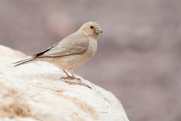 Sinai Rosefinch, Carpodacus synoicus