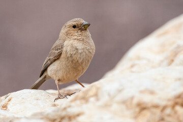 Sinai Rosefinch, Carpodacus synoicus
