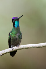 Talamanca Hummingbird, Eugenes spectabilis
