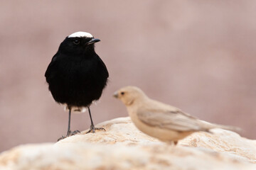 White-crowned Wheatear, Oenanthe leucopyga