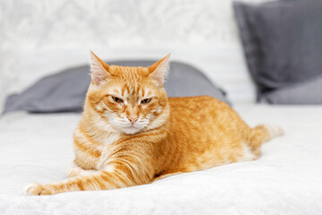 Closeup portrait of orange cat lying on a bed against blurred background. Shallow focus.