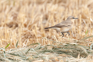 Izabeltapuit, Isabelline Wheatear, Oenanthe isabelline