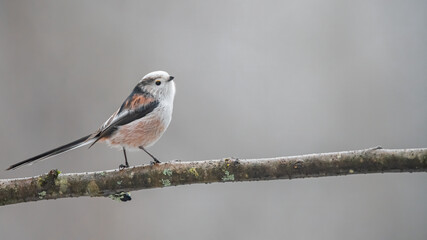 Schwanzmeise, bird, natur, wild lebende tiere, ast, tier, baum, wild, spatz, schnabel,