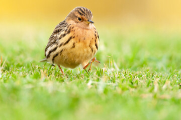 Roodkeelpieper, Red-throated Pipit, Anthus cervinus