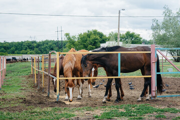 Fototapeta na wymiar Feeding beautiful and healthy horses on the ranch. Animal husbandry and horse breeding