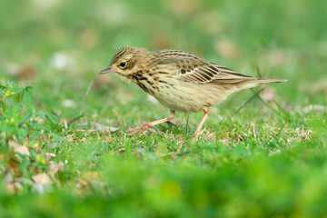 Boompieper, Tree Pipit, Anthus trivialis