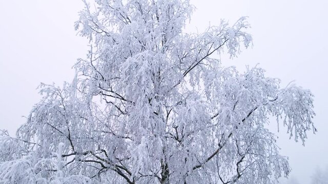 Flying along a frozen birch tree in a winter wonderland.