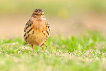 Roodkeelpieper, Red-throated Pipit, Anthus cervinus