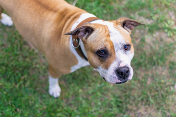 A brown amstaff on the green grass looks up. A dog for a walk - a friend of man.