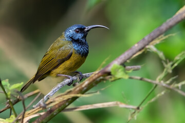 Cameroon Sunbird, Cyanomitra oritis