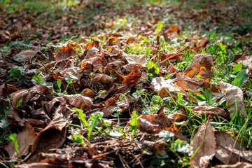autumn