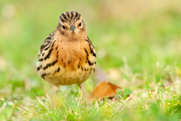 Roodkeelpieper, Red-throated Pipit, Anthus cervinus