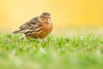 Roodkeelpieper, Red-throated Pipit, Anthus cervinus
