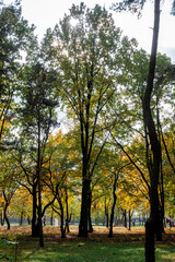 Obraz premium autumn