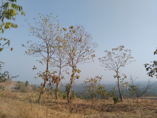 tree in the field