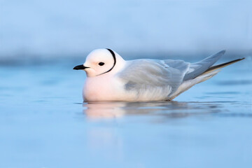 Ross's Gull, Rhodostethia rosea