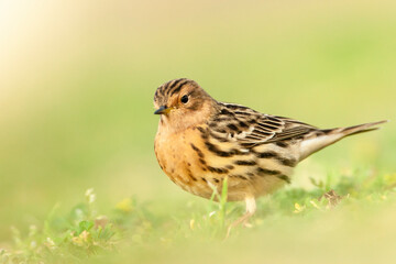 Roodkeelpieper, Red-throated Pipit, Anthus cervinus