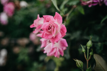 Fototapeta premium Roses closeup