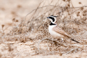 Temminck's Strandleeuwerik, Temminck's Lark, Eremophila bilopha