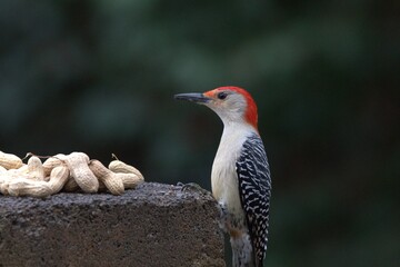 Red belly woodpecker bird