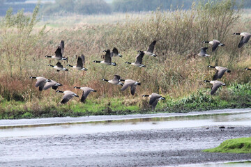 A view of a Flock of birds in flight