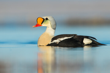 King Eider, Somateria spectabilis