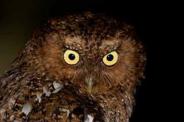 Bare-shanked Screech Owl, Megascops clarkii