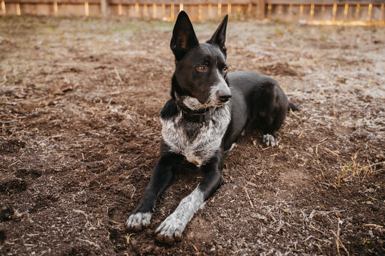 Australian Blue Heeler Cattle Dog