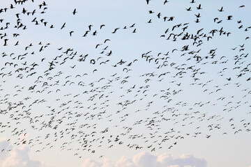 A view of a Flock of birds in flight