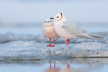 Ross's Gull, Rhodostethia rosea