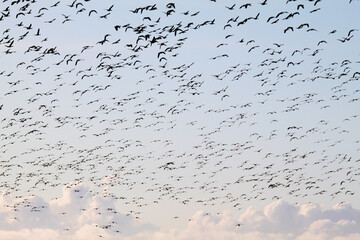 A view of a Flock of birds in flight