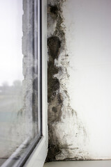 Mold near the windows, fungus on the walls of the house. Metal-plastic windows are not properly installed