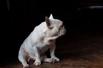 Old French Bulldog sitting on the floor, The dog waiting for its owner.