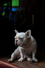 Old French Bulldog sitting on the floor, The dog waiting for its owner.