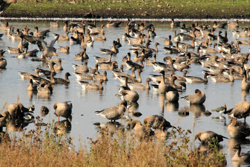 A view of a Flock of birds in flight