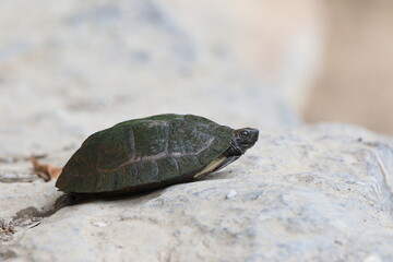 Asian Leaf Turtle, Cyclemys dentata