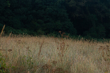 Tallgrass field with forest background.
