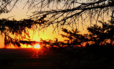 Sunset bright orange as seen through everygreen branches. Glowing yellow and orange sky in the background.