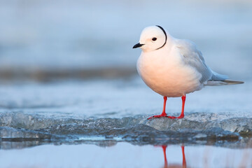 Ross's Gull, Rhodostethia rosea