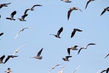 A view of a Flock of birds in flight
