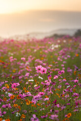 Pink cosmos flowers in flower fields at sunset.