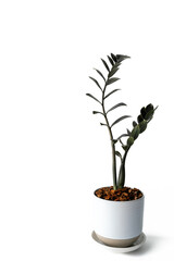Houseplant - Zamioculcas Zamiifolia Black ZZ Plant Rare Aroid Air Purifier in white pot, isolated over white. Space at left.