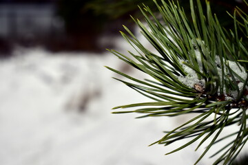 pine branch with needles and snow