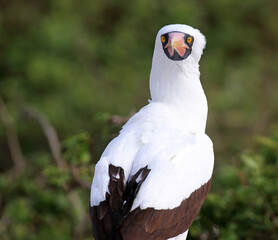 Nazca Booby, Sula granti